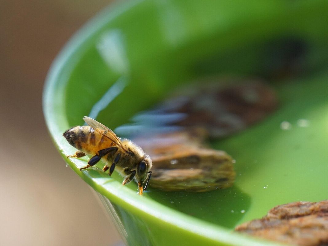 Durstige Insekten freuen sich im Sommer über eine Schale mit Wasser
