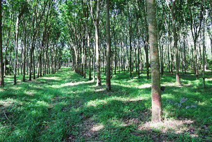 Ein Kautschukbaum-Wald