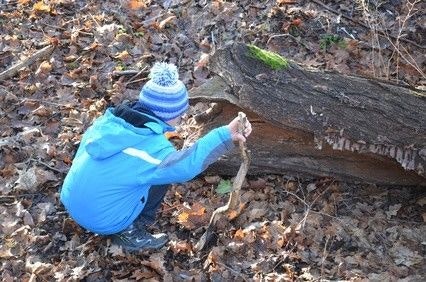 Kind hockt mit einem Stock im Wald und beobachtet Tiere an einem ausgehölten Baumstamm.