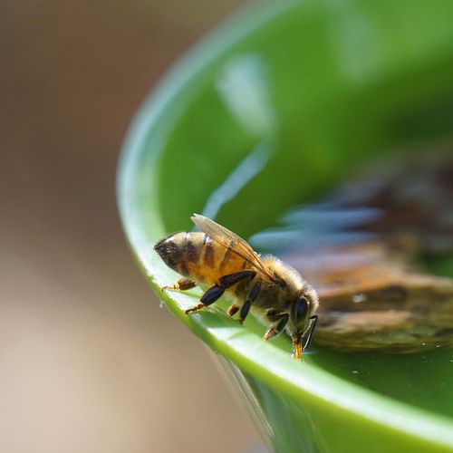Insekten kennlernen und schützen