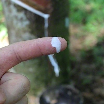 Saft eines Gummibaumes für Latex und Co. Saft eines Gummibaumes auf einem Finger