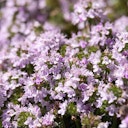 Vorschaubild Thymian Linalool bio 5ml – 100% ätherisches Öl