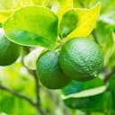 Vorschaubild Limette bio 5ml – 100% ätherisches Öl